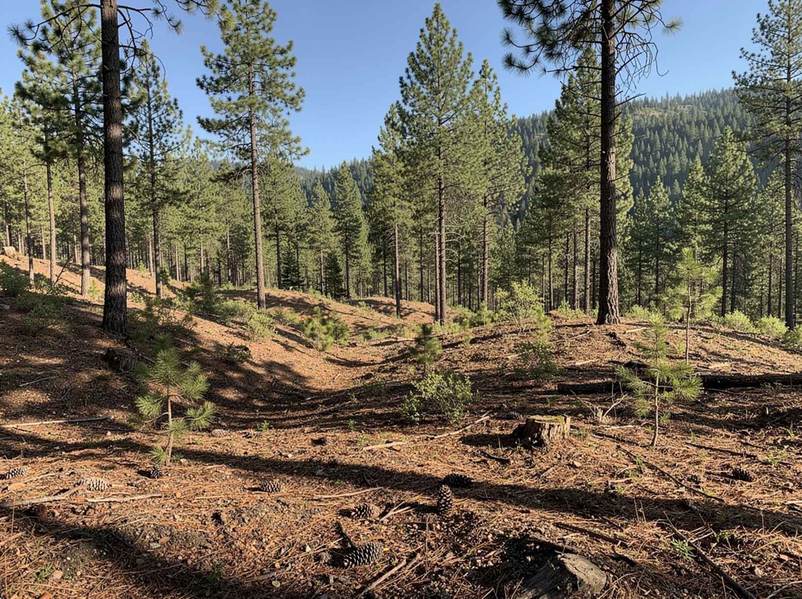 Forestry mulching in Colville WA for fuel reduction and rural land access