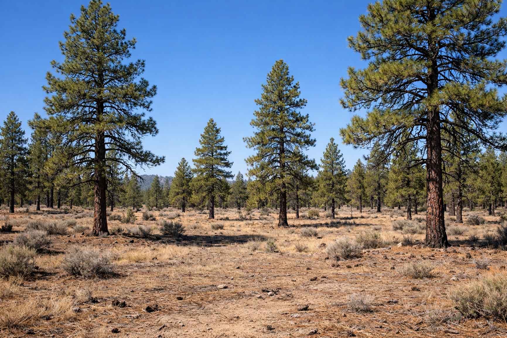 Eastern Oregon forestry mulching for fuel reduction and forest management