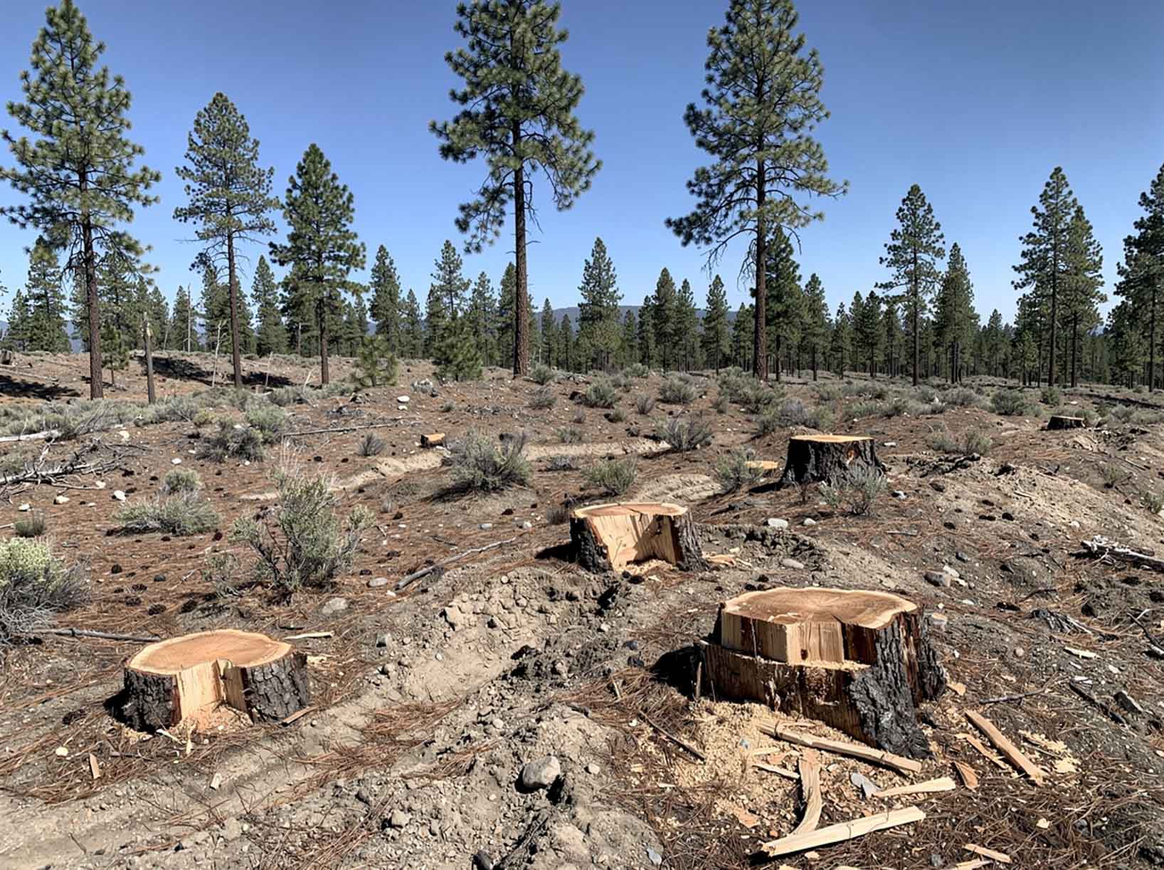 Forested land for selective logging and tree removal services