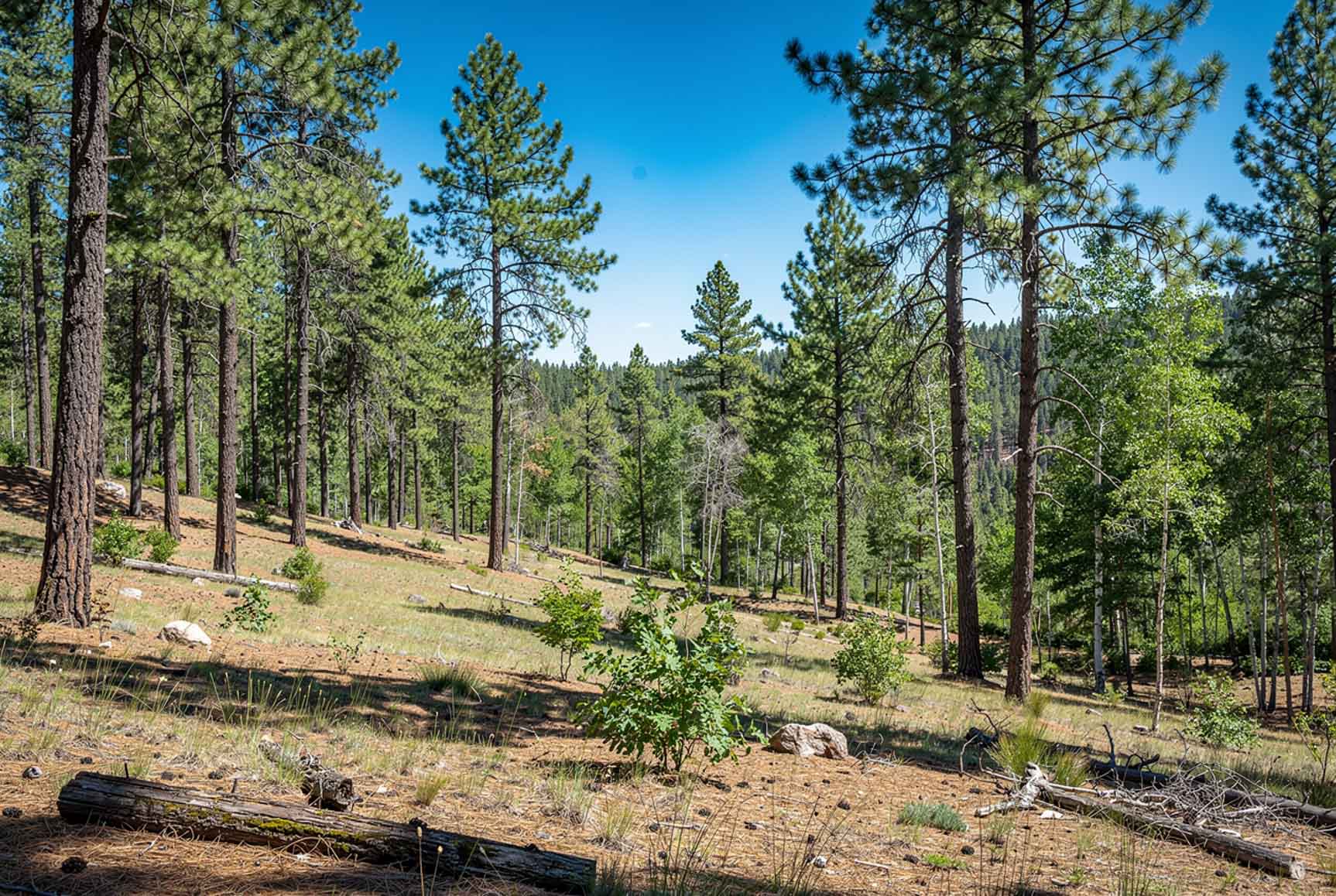 Wildfire mitigation in Spokane Valley WA for defensible space and fuel reduction