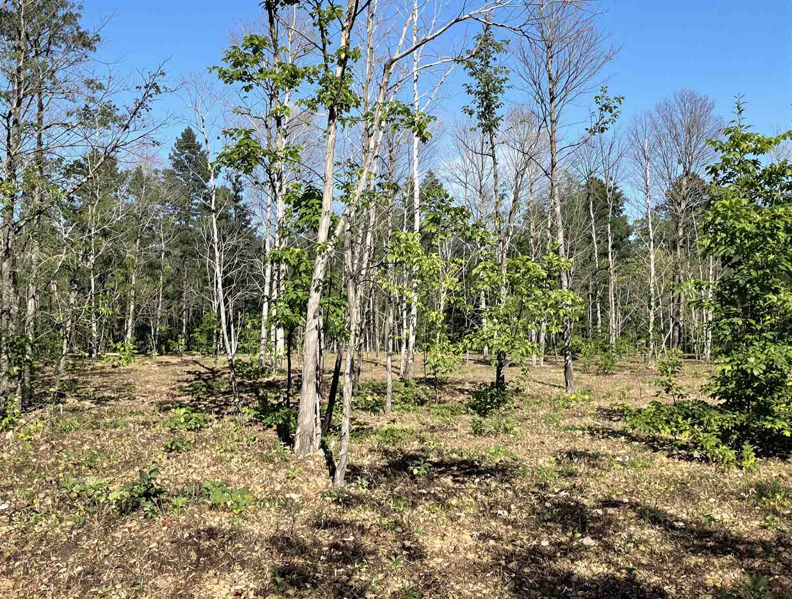 Open woodland with spaced trees